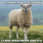 чурки-овцеёб-овца-хачи-254219.jpg