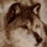 kind_wolf