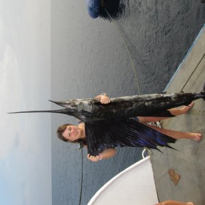 А это марлин или рыба парусник, вытащен нашей корабельной командой, пока мы на дайве были. Красивый и вкусный :)))