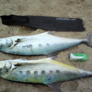 Queenfish 7 и 8,5 кг