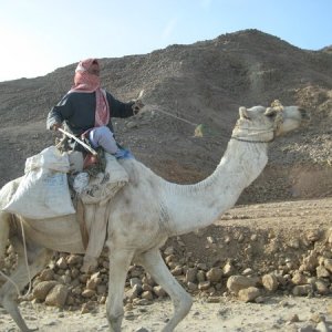 Корабль пустыни.
В Дахаб из-за закрытых пляжа Шарма согнали всех верблюдов. Их там было море...