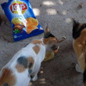 Гоанские кошки с удовольствием едят масалу..;).