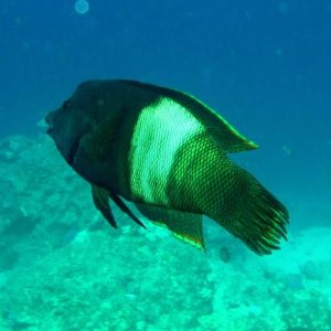 Корис Клоун от беловатого до светло зеленых с темными пятнышками на голове, самцы патрулируют край рифа