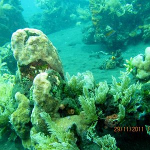 Кораллы на Туломбене