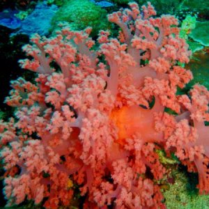 Древовидный мягкий коралл