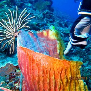Марина показывает Трубчатые кораллы