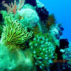 Ветви кораллов