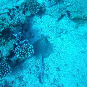 Пятнистый рифовый хвостокол