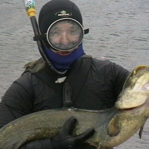 Сомик пойман на реке Илек 19 октября 2012г.