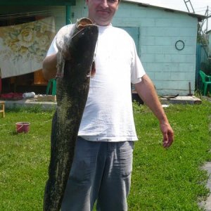 Лето 2010. Сомик 6 кг, стоял в траве против течения в реке, ночью, глубина 2 метра.