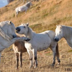Дикие Калмыкские лошади