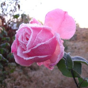 роза в ноябре