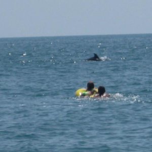112море,дельфины и сын сдочкой