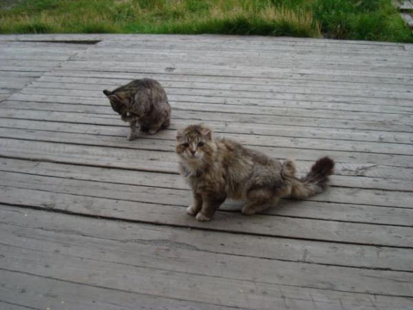 Четкие пацанчики из Бутово, просто шпана, по сравнению с местными котами. Все что можно отморозить, отморожено