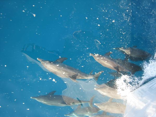 дельфины в Красном море