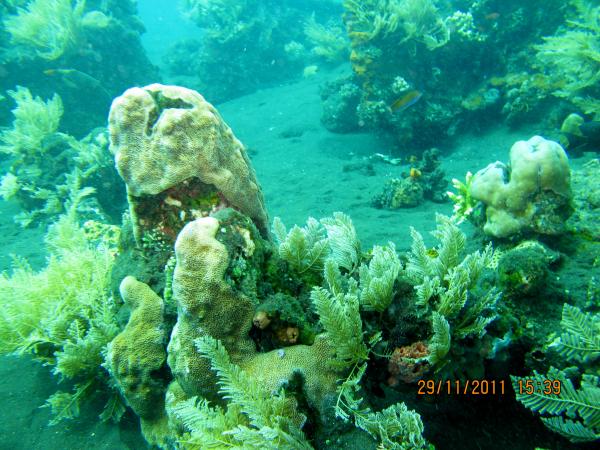 Кораллы на Туломбене