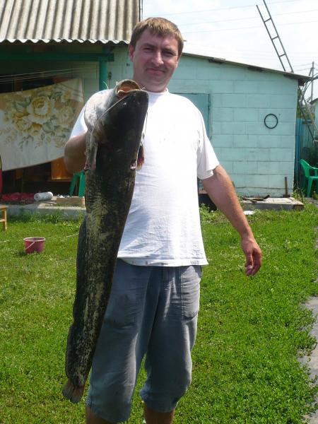 Лето 2010. Сомик 6 кг, стоял в траве против течения в реке, ночью, глубина 2 метра.