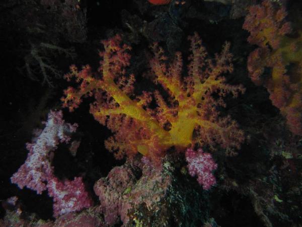 Мягкие коралл