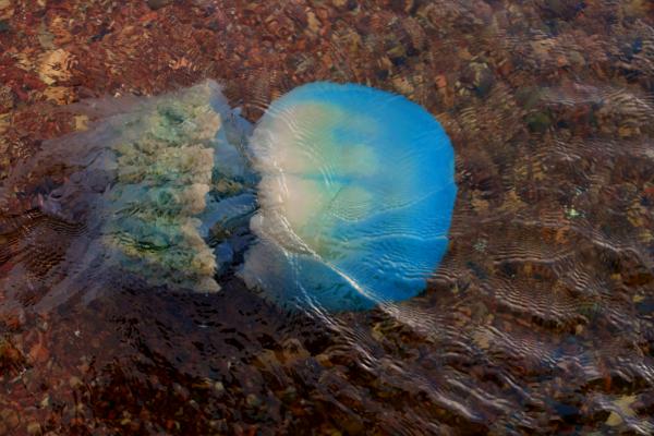 Приморская медуза