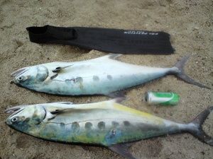 Queenfish 7 и 8,5 кг