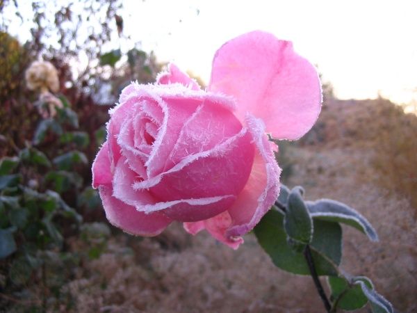 роза в ноябре