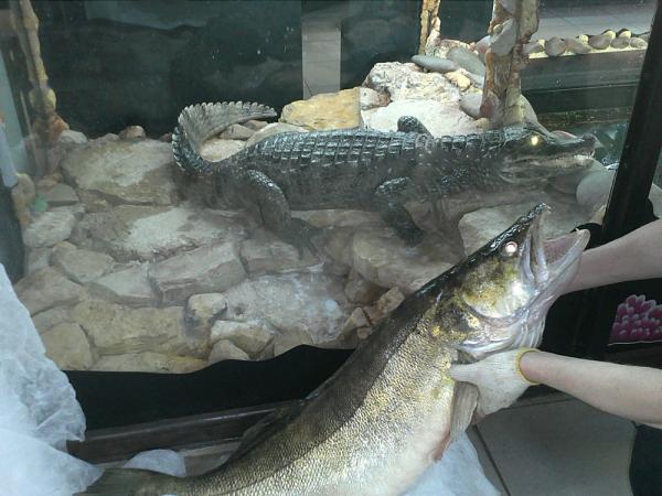 Трофейный судак оказался больше по размеру чем мой крокодил.