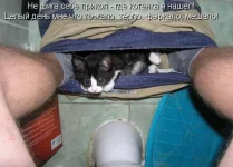нашел котенка.webp
