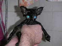 киса.webp
