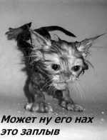 киса2.webp