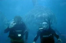 t_akula_196.webp