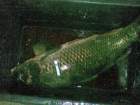 12062009(007).webp