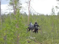 болото.webp