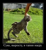 939798_suko-vyirostu-v-tapki-nasru.webp