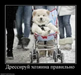 387417_dressiruj-hozyaina-pravilno.webp