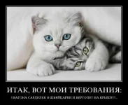 535217.webp