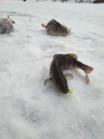 изображение_vib_2020-12-14_13-38-16.webp