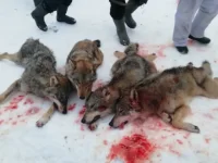 IMG-20210203-WA0006.webp