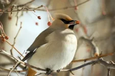 SG101311.webp