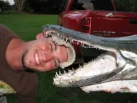 alligator_fish_01.webp