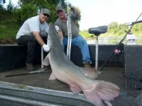 alligator_fish_02.webp