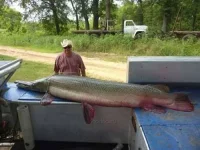 alligator_fish_06.webp
