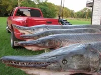 alligator_fish_07.webp