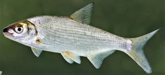 (Vimba vimba) 87f-2 — копия.webp