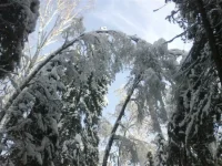 26012011081.webp