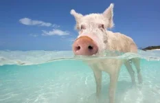 swimming-pig-2_1444701i.webp