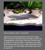 32.webp