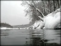 44.webp