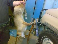11022011461-уменьшенное.webp