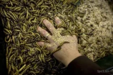 1295547103_mealworms_04.webp