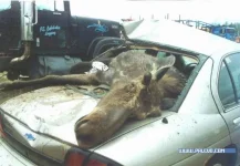 moose001.webp